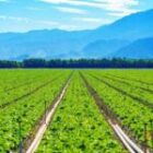 Abinader crea el Gabinete Agropecuario para estimular el sector